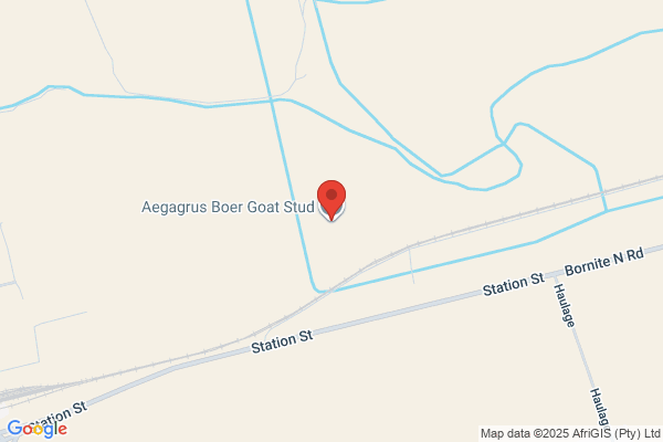 Oropi Heights Boer Goat Stud Farm
